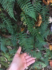 Polypodium appalachianum