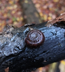 Helicodonta obvoluta