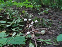 Actaea pachypoda pachypoda