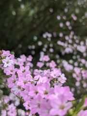 Coleonema pulchellum