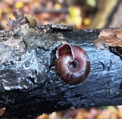 Helicodonta obvoluta