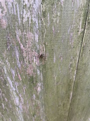 Dolomedes tenebrosus