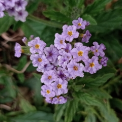 Heliotropium amplexicaule