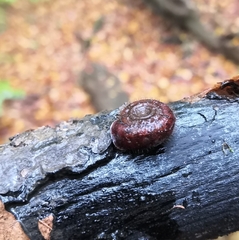 Helicodonta obvoluta