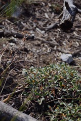 Eriogonum heracleoides