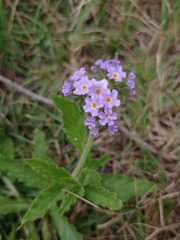 Heliotropium amplexicaule