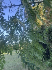 Moringa oleifera