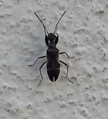 Pseudopachybrachius vinctus