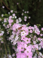 Coleonema pulchellum