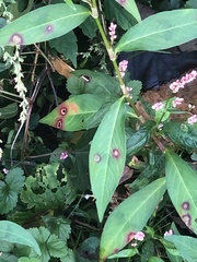 Septoria polygonorum