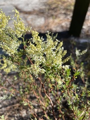 Polygonella polygama