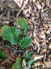 Rubus geoides