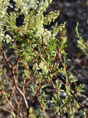 Polygonella polygama