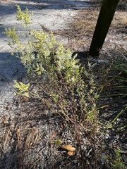 Polygonella polygama