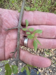 Forestiera