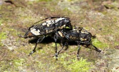 Symperasmus alboniger