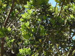 Escallonia pulverulenta