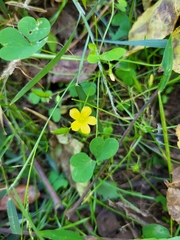 Oxalis dillenii