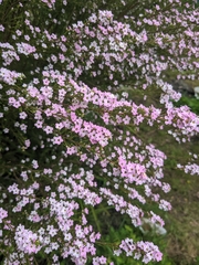 Coleonema pulchellum