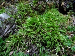 Brachythecium laetum