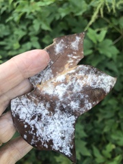 Erysiphe liriodendri