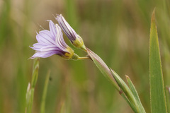 Sisyrinchium platense