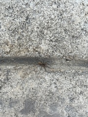 Araneomorphae