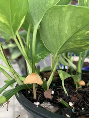 Conocybe apala
