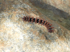 Ormiscodes cinnamomea