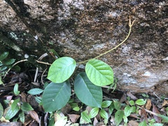 Macropharynx peltata