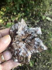 Erysiphe liriodendri