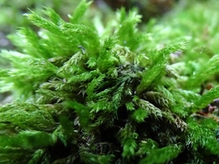 Brachythecium laetum