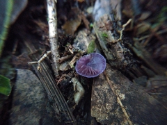 Pseudobaeospora