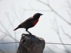 Leistes superciliaris