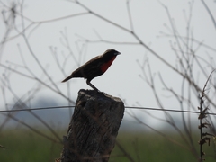 Leistes superciliaris