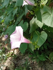 Ipomoea trifida