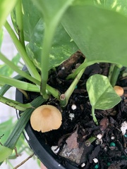 Conocybe apala
