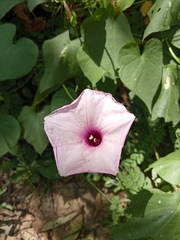 Ipomoea trifida
