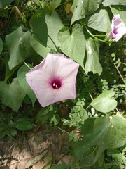 Ipomoea trifida