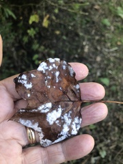 Erysiphe liriodendri