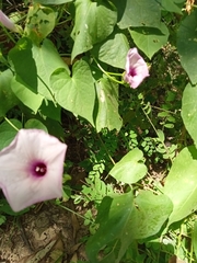 Ipomoea trifida