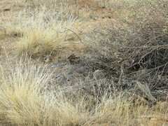 Mammillaria grahamii