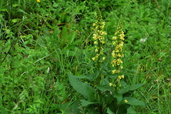 Verbascum nigrum