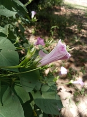 Ipomoea trifida
