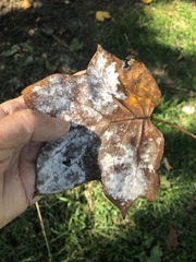 Erysiphe liriodendri