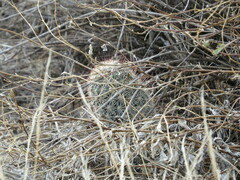 Mammillaria grahamii