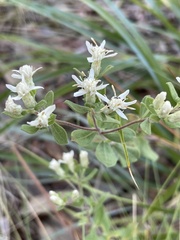 Sericocarpus tortifolius