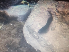 Ophioblennius atlanticus