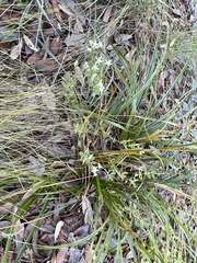 Sericocarpus tortifolius