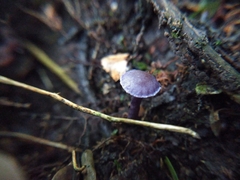 Pseudobaeospora
